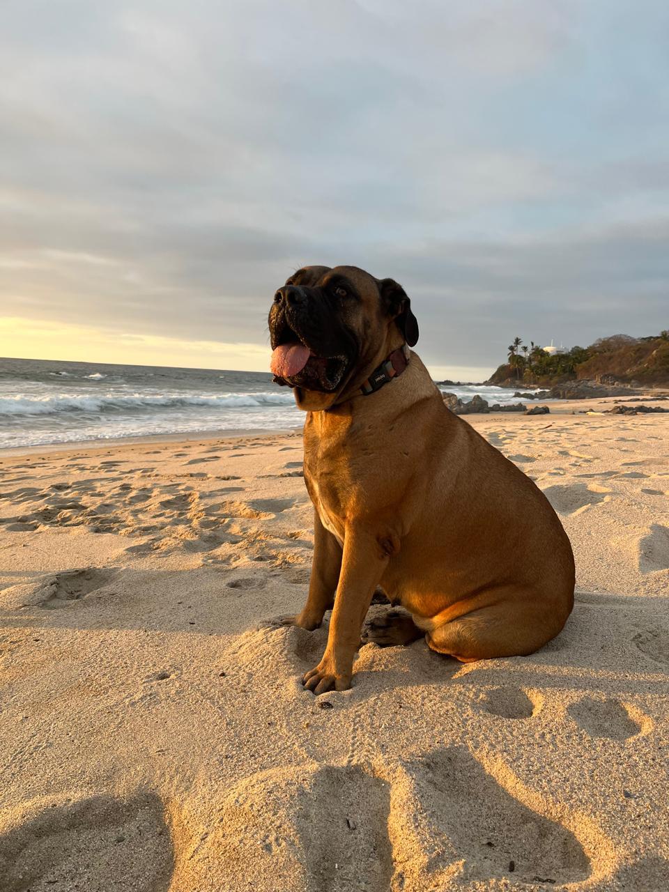 Boerboel dog